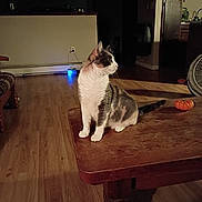 Patches joined the competition — help win amazing prizes! cat, table, wooden_floor, pumpkin, living_room, indoor, feline, pet, fur, curious, looking_away, cozy, furniture, lamp, warm_light, floor, home, domestic_animal, orange, quiet