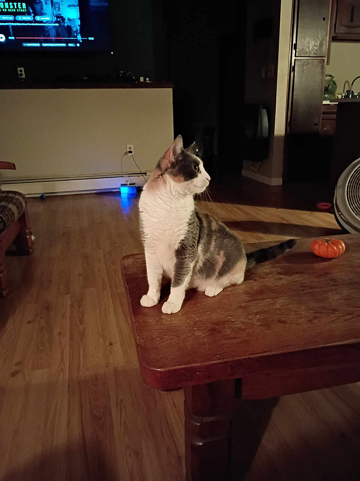 Patches joined the competition — help win amazing prizes! cat, table, wooden_floor, pumpkin, living_room, indoor, feline, pet, fur, curious, looking_away, cozy, furniture, lamp, warm_light, floor, home, domestic_animal, orange, quiet