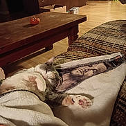 Angel Covey is registered to the contest to win money with this photo: cat, sleeping, blanket, couch, paw, wooden_table, pumpkin, floor, home_interior, decor, cozy, relaxation, fur, patterned_fabric, living_room, foot, box, cord, soft_lighting, animal