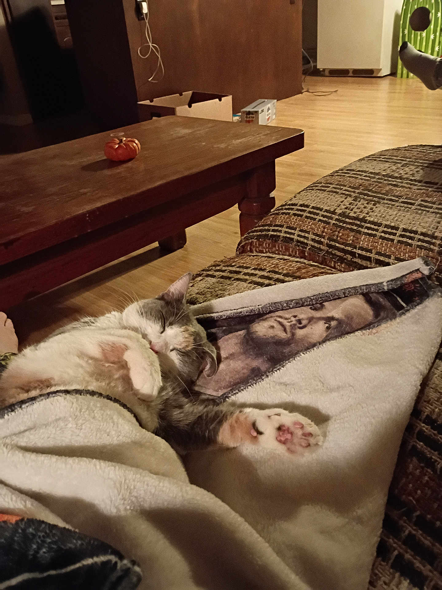 Angel Covey is registered to the contest to win money with this photo: cat, sleeping, blanket, couch, paw, wooden_table, pumpkin, floor, home_interior, decor, cozy, relaxation, fur, patterned_fabric, living_room, foot, box, cord, soft_lighting, animal