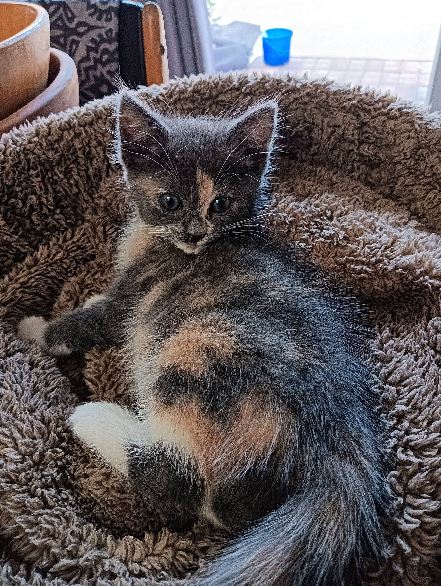 Chipie a rejoint le concours — aidez-le/la à gagner de superbes lots ! carnivore, cat, claw, comfort, domestic_short_haired_cat, felidae, fur, grey, metal, paw, serveware, small_to_medium_sized_cats, snout, tail, terrestrial_animal, whiskers