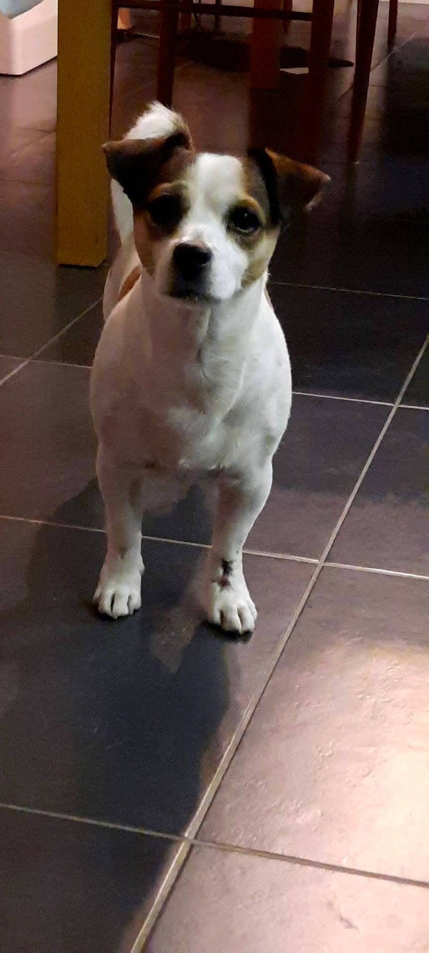 Jack a rejoint le concours — aidez-le/la à gagner de superbes lots ! ancient_dog_breeds, beaglier, canidae, carnivore, companion_dog, dog, dog_breed, fawn, flooring, non_sporting_group, sporting_group, tail, terrestrial_animal, tile_flooring, toy_dog, whiskers, working_animal