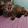 animal, bedspread, cat, cute, ears, feline, fur, home, indoor, mouth, pattern, paw, pet, purple, resting, sleepy, tabby, tongue, whiskers, yawning