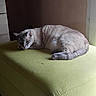 animal, brown_wall, cat, cozy, cushion, domestic, feline, floor, furniture, green, home, indoor, lazy, ottoman, pet, quiet, relaxed, resting, sleeping, tile