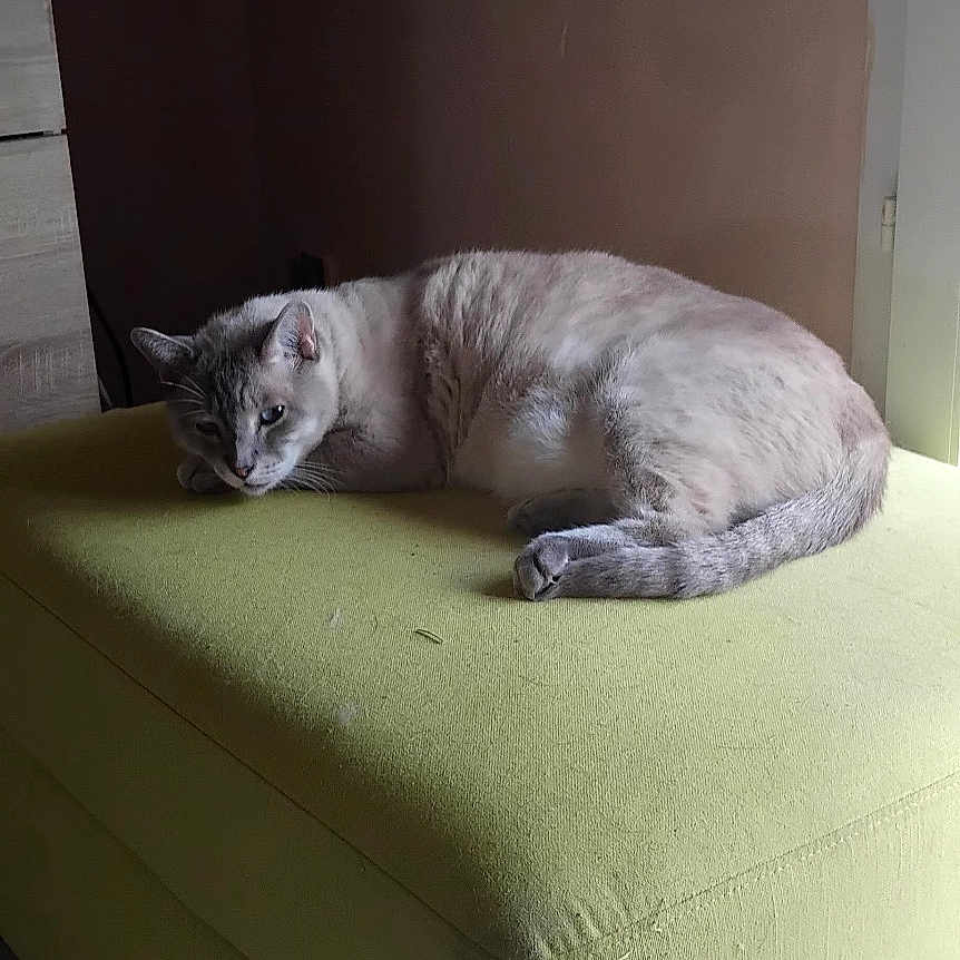 Nikita