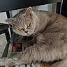 animal, cat, close_up, curious, cute, domestic_cat, fluffy, furniture, grey_cat, household, indoor, laying_down, mammal, newspaper, pet, portrait, relaxed, table, whiskers, yellow_eyes