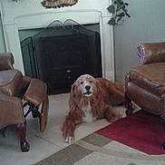 Charlie is registered to the contest to win money with this photo: brown, carpet, chair, cozy, dog, fireplace, flower, furniture, golden_retriever, home_decor, indoor, leather_chair, living_room, pet, plant, relaxing, rug, television, white, wood