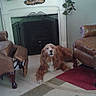 brown, carpet, chair, cozy, dog, fireplace, flower, furniture, golden_retriever, home_decor, indoor, leather_chair, living_room, pet, plant, relaxing, rug, television, white, wood