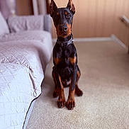 Hero is registered to the contest to win money with this photo: doberman, puppy, dog, indoor, carpet, sofa, quilted, pet, animal, ears_up, collar, brown_and_black, young_dog, sitting, living_room, home, furniture, cute, alert, portrait