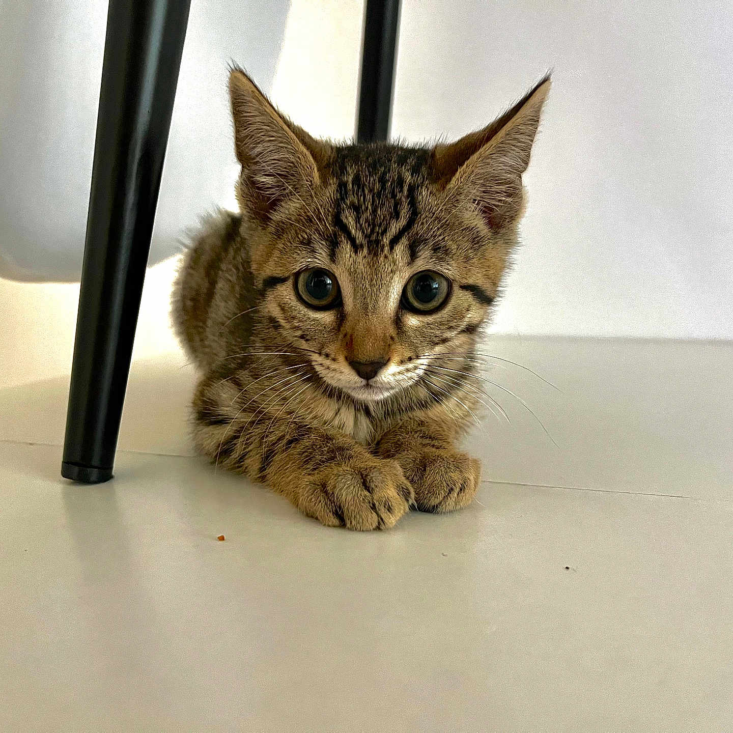 Chanel a rejoint le concours — aidez-le/la à gagner de superbes lots ! abyssinian, animal, cat, egyptiancat, hardwood, kitten, manx, pet, wood