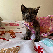 Paisley is registered to the contest to win money with this photo: kitten, cat, tortoiseshell, pet, pink_dress, bedspread, gingerbread, candy, cute, small, animal, indoor, feline, curious, soft_focus, fabric, pattern, decor, holiday_theme, young