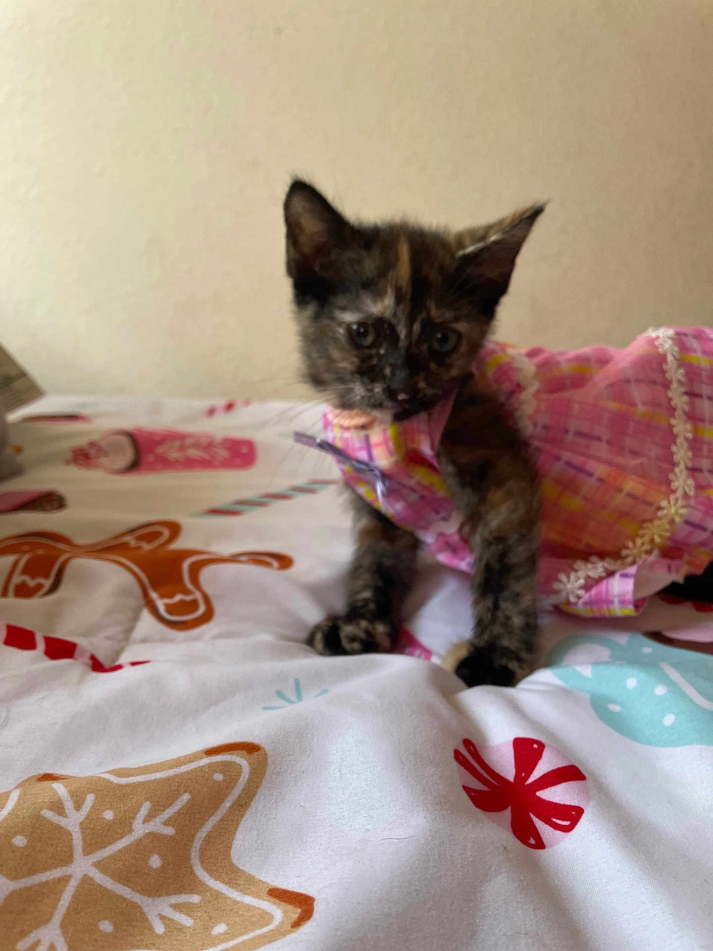 Paisley is registered to the contest to win money with this photo: kitten, cat, tortoiseshell, pet, pink_dress, bedspread, gingerbread, candy, cute, small, animal, indoor, feline, curious, soft_focus, fabric, pattern, decor, holiday_theme, young