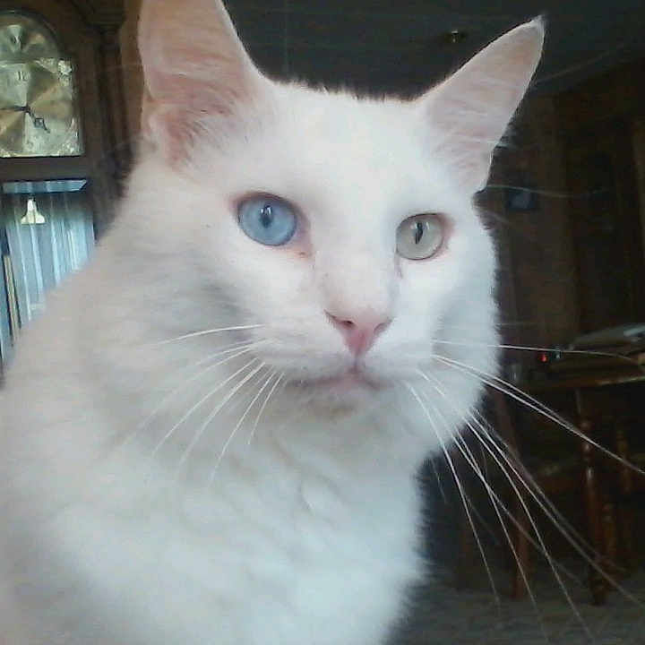 Sunny is registered to the contest to win money with this photo: abyssinian, analogclock, angora, animal, cat, clock, door, kitten, manx, pet, siamese, white