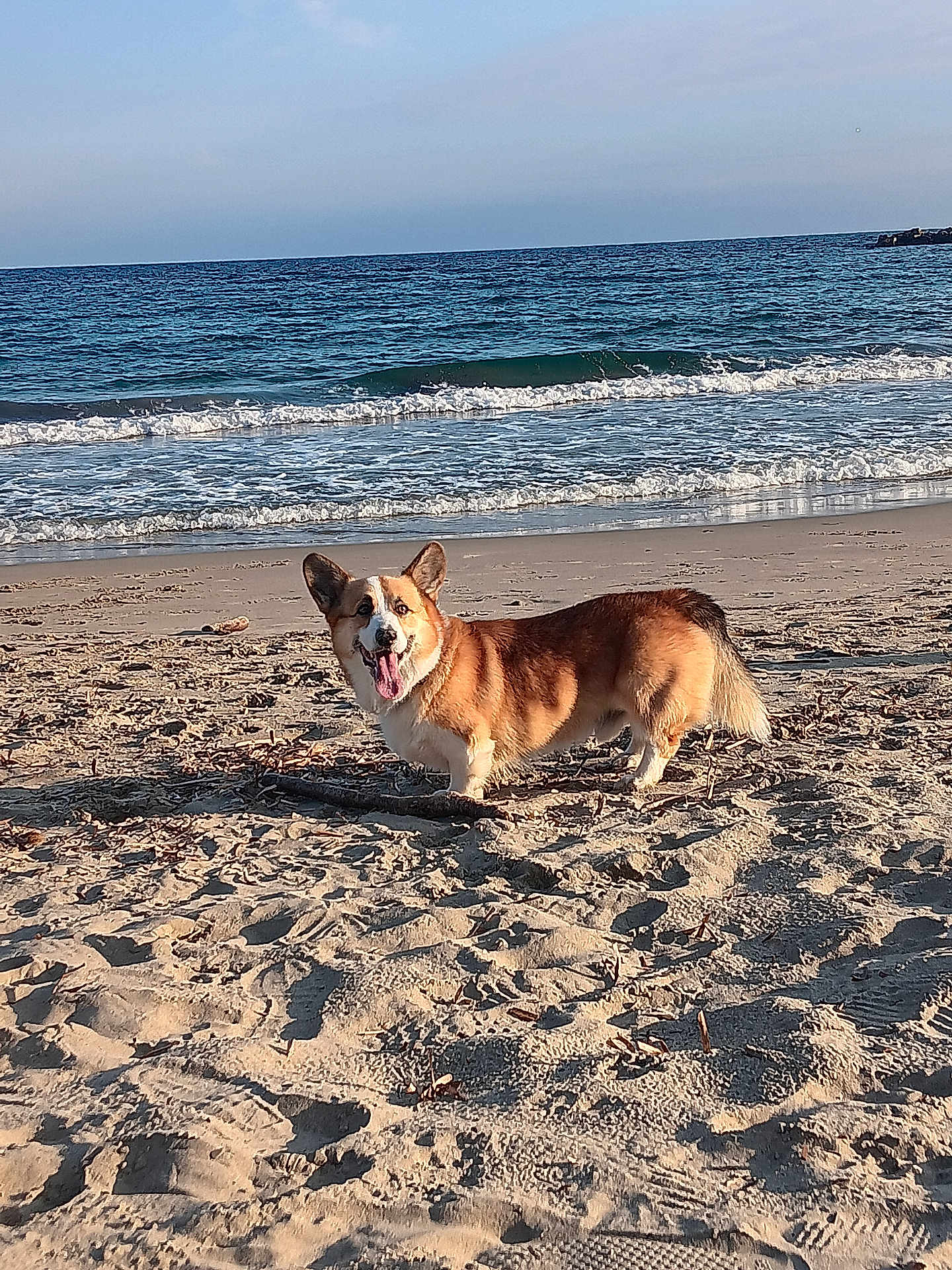 Sunny a rejoint le concours — aidez-le/la à gagner de superbes lots ! dog, corgi, beach, sand, ocean, waves, sunlight, outdoor, pet, animal, canine, happy, tongue_out, ears_up, nature, shore, water, summer, daytime, playful