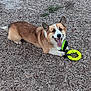 Sunny participe au concours pour gagner de l'argent avec cette photo : dog, corgi, pet, animal, outdoor, gravel, toy, playful, happy, tongue_out, fur, paw, canine, brown_fur, white_fur, ears, face, ground, nature, daylight