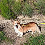 Sunny participe au concours pour gagner de l'argent avec cette photo : dog, corgi, leash, outdoor, grass, bushes, rocks, sunlight, happy, pet, animal, nature, walking, canine, fur, smiling, ears, tail, daytime, ground