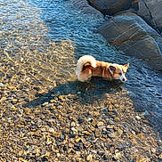 Sunny a rejoint le concours — aidez-le/la à gagner de superbes lots ! dog, corgi, water, rocks, shore, sunlight, pet, outdoor, nature, animal, shallow_water, clear_water, summer, daylight, small_dog, fur, tail, paw, recreation, canine