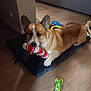 dog, corgi, toy, cushion, floor, indoor, pet, playing, wooden_floor, brown, white, red, green, yellow, canine, cute, animal, resting, home, cozy