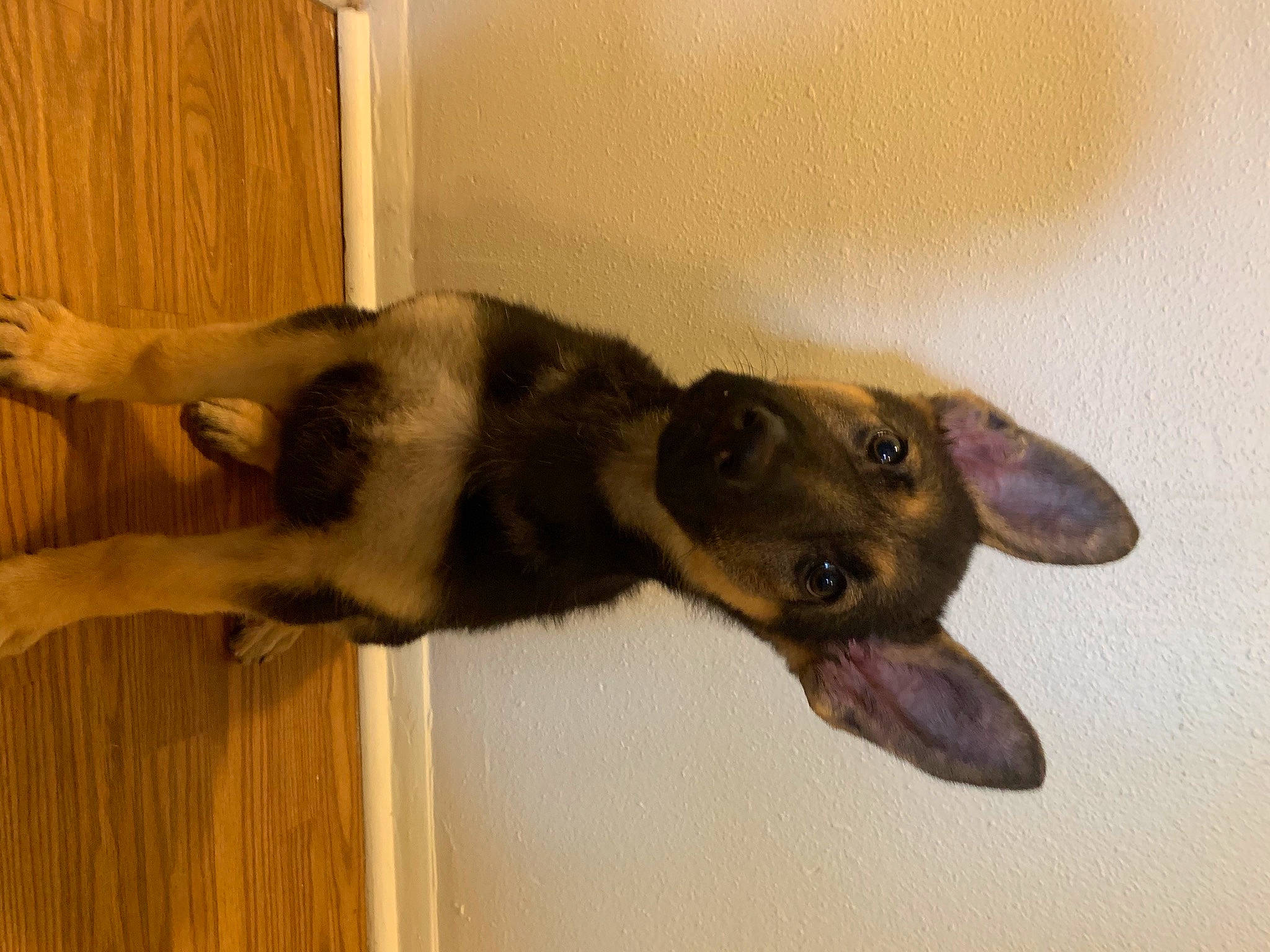 Bella is registered to the contest to win money with this photo: canidae, carnivore, dog, dog_breed, fawn, german_shepherd_dog, mammal, paw, snout