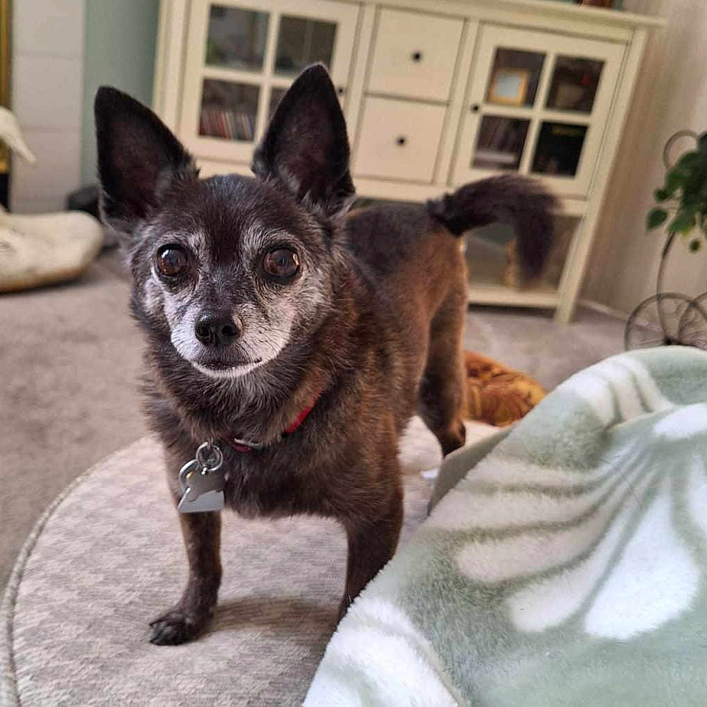 Cocoa