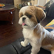 Amy is registered to the contest to win money with this photo: dog, pet, living_room, couch, leather, floor, wooden_floor, table, fruit_bowl, shelf, photo_frames, brown_and_white, tongue_out, indoor, furniture, cute, companion, relaxing, animal, home