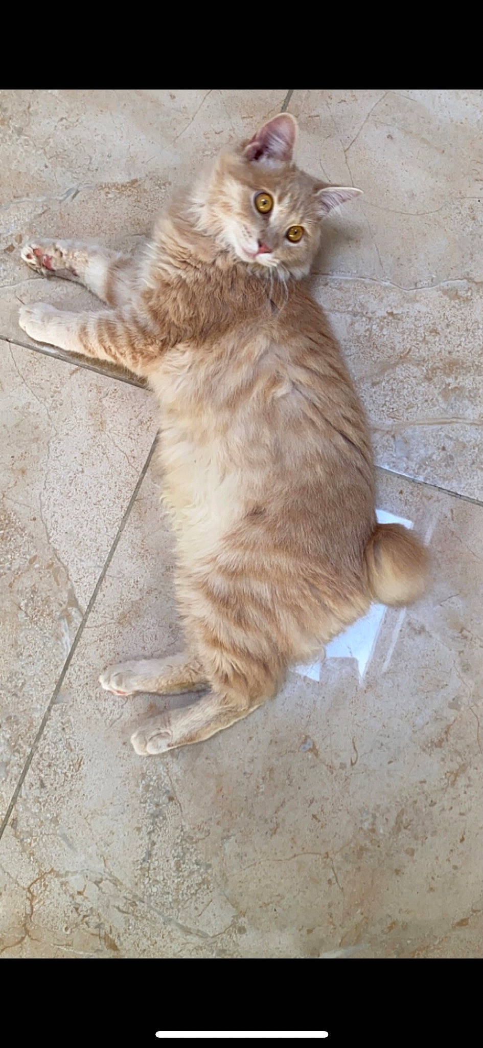 Bimba is registered to the contest to win money with this photo: carnivore, cat, cat_toy, claw, domestic_short_haired_cat, fawn, felidae, flooring, fur, hardwood, paw, sitting, small_to_medium_sized_cats, snout, tail, terrestrial_animal, whiskers, wildlife, wood