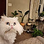 Gigi joined the competition — help win amazing prizes! animal, blue_eyes, carpet, cat, close_up, curious, curtains, cute, decor, domestic_cat, feline, fluffy, furniture, home, indoor, living_room, pet, plants, potted_plants, white_cat