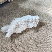 Gigi is registered to the contest to win money with this photo: adorable, animal, carpet, cat, cat_house, cozy, cute, domestic, fluffy, fur, furniture, home, indoor, lying_down, paws, pet, relaxed, resting, sleepy, white_cat
