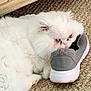 Gigi is registered to the contest to win money with this photo: animal, blue_eyes, carpet, cat, close_up, cozy, cute, domestic_cat, feline, floor, fluffy, furniture, home, indoor, pet, portrait, resting, shoe, sneaker, white_cat