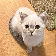 Percy joined the competition — help win amazing prizes! cat, kitten, fluffy, white_fur, silver_fur, blue_eyes, pet, animal, feline, portrait, close_up, indoors, hardwood_floor, carpet, sitting, looking_at_camera, whiskers, ears, cute, curious