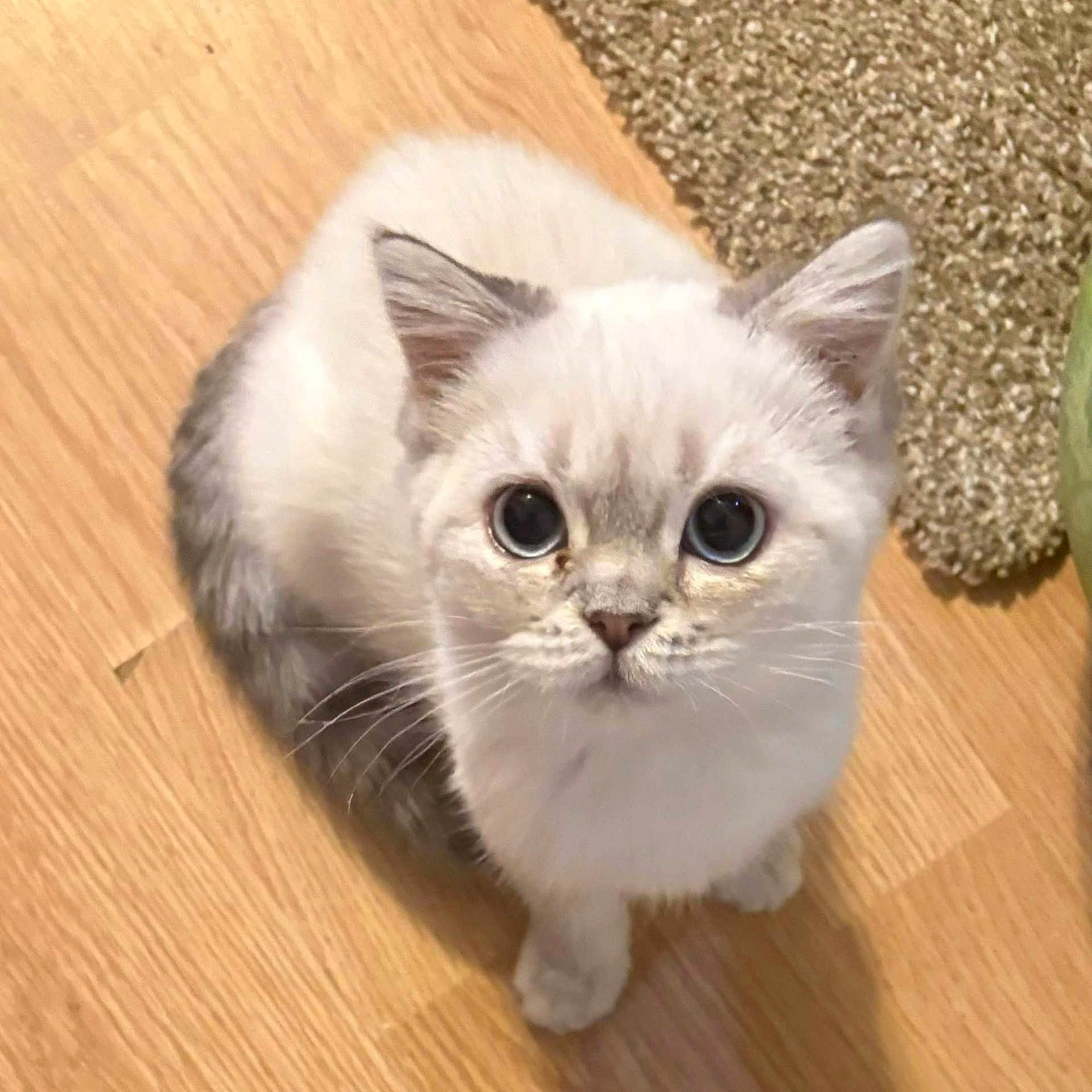 Percy
