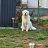 dog, white_dog, fluffy, sitting, outdoor, garden, backyard, grass, plants, fence, house, solar_light, potted_plant, gravel, fur, portrait, pet, animal, daylight, centered