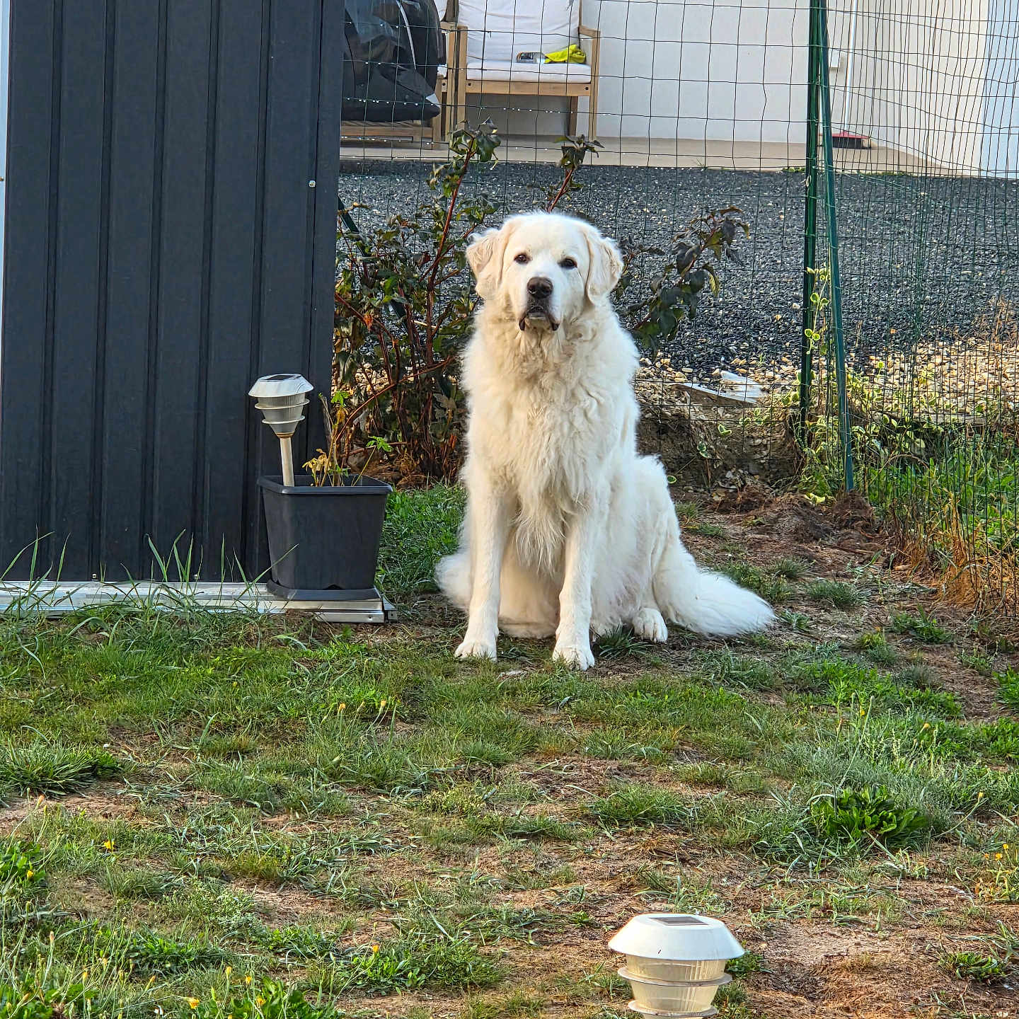 Oslo participe au concours pour gagner de l'argent avec cette photo : dog, white_dog, fluffy, sitting, outdoor, garden, backyard, grass, plants, fence, house, solar_light, potted_plant, gravel, fur, portrait, pet, animal, daylight, centered