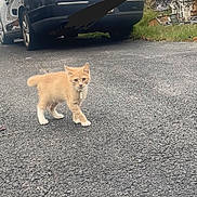 Fittu joined the competition — help win amazing prizes! kitten, cat, orange_cat, white_paws, driveway, car, volkswagen, black_car, asphalt, grass, outdoor, pets, young_animal, curious, walking, small_cat, nature, daylight, vehicle, backyard