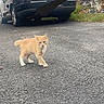 kitten, cat, orange_cat, white_paws, driveway, car, volkswagen, black_car, asphalt, grass, outdoor, pets, young_animal, curious, walking, small_cat, nature, daylight, vehicle, backyard
