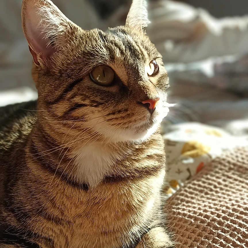 Luna participe au concours pour gagner de l'argent avec cette photo : animal, bed, blanket, cat, closeup, cute, domestic, ear, feline, fur, indoor, mammal, paw, pet, portrait, relaxed, striped, sunlight, tabby, whiskers