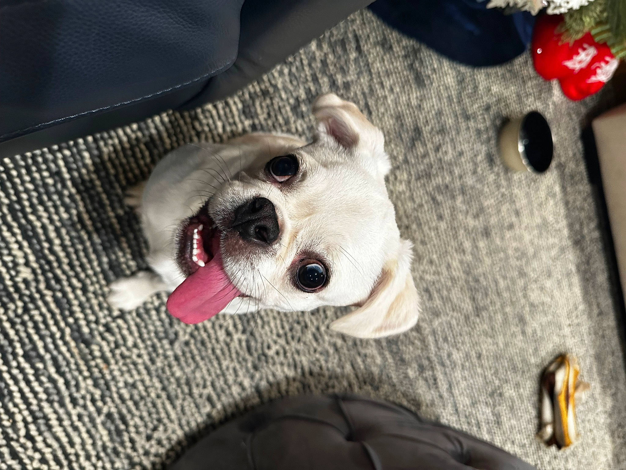 Luna is registered to the contest to win money with this photo: ball, canidae, carmine, carnivore, collar, comfort, companion_dog, dog, dog_breed, dog_supply, fang, fawn, fur, non_sporting_group, pet_supply, smile, snout, sporting_group, whiskers, working_animal