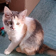 Acdc a rejoint le concours — aidez-le/la à gagner de superbes lots ! kitten, cat, feline, pet, animal, fur, whiskers, ears, tail, carpet, box, toy, indoor, sunlight, cute, curious, domestic, young, sitting, playful