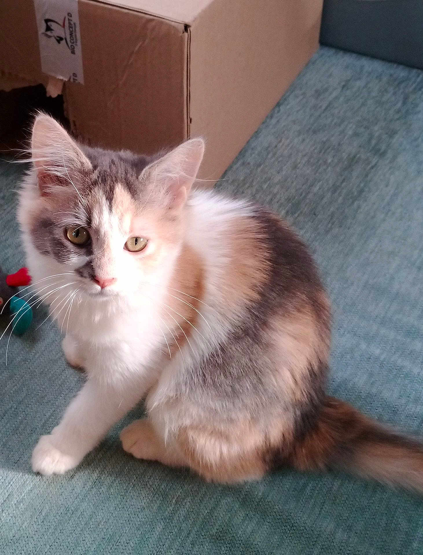 Acdc a rejoint le concours — aidez-le/la à gagner de superbes lots ! kitten, cat, feline, pet, animal, fur, whiskers, ears, tail, carpet, box, toy, indoor, sunlight, cute, curious, domestic, young, sitting, playful