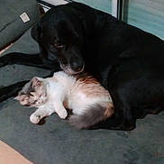 Acdc participe au concours pour gagner de l'argent avec cette photo : animal, black_dog, cat, companions, cozy, cuddle, cushion, cute, dog, domestic, floor, friendship, fur, indoor, kitten, pet, relaxation, resting, sleeping, tile