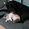 animal, black_dog, cat, companions, cozy, cuddle, cushion, cute, dog, domestic, floor, friendship, fur, indoor, kitten, pet, relaxation, resting, sleeping, tile