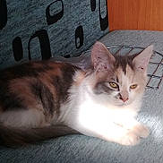 Acdc a rejoint le concours — aidez-le/la à gagner de superbes lots ! animal, calm, cat, couch, cozy, cute, domestic, ears, feline, fur, home, indoor, multicolored, pet, relaxing, resting, soft, sunlight, tail, whiskers