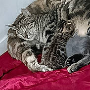 Pat Patrouille participe au concours pour gagner de l'argent avec cette photo : animal, bed, blanket, cat, cozy, cute, domestic_animal, family, fur, indoor, kitten, mammal, paw, pets, relaxation, resting, sleeping, snuggling, tabby_cat, whiskers