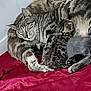 animal, bed, blanket, cat, cozy, cute, domestic_animal, family, fur, indoor, kitten, mammal, paw, pets, relaxation, resting, sleeping, snuggling, tabby_cat, whiskers
