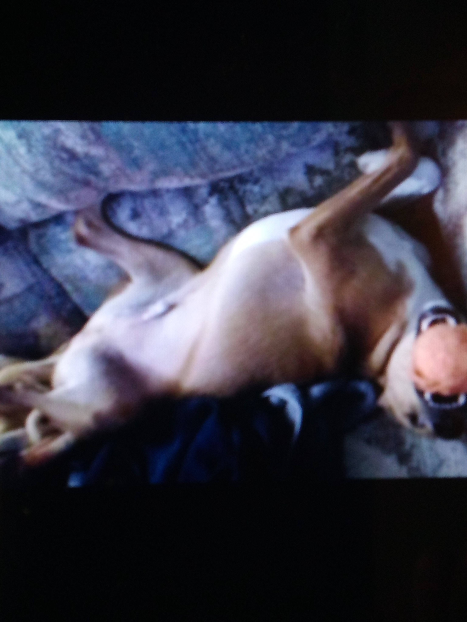 Roscoe joined the competition — help win amazing prizes! barechested, carnivore, chest, cloud, comfort, companion_dog, darkness, dog, dog_breed, dog_collar, flesh, fur, guard_dog, human_leg, nap, non_sporting_group, paw, tail, whiskers, working_animal