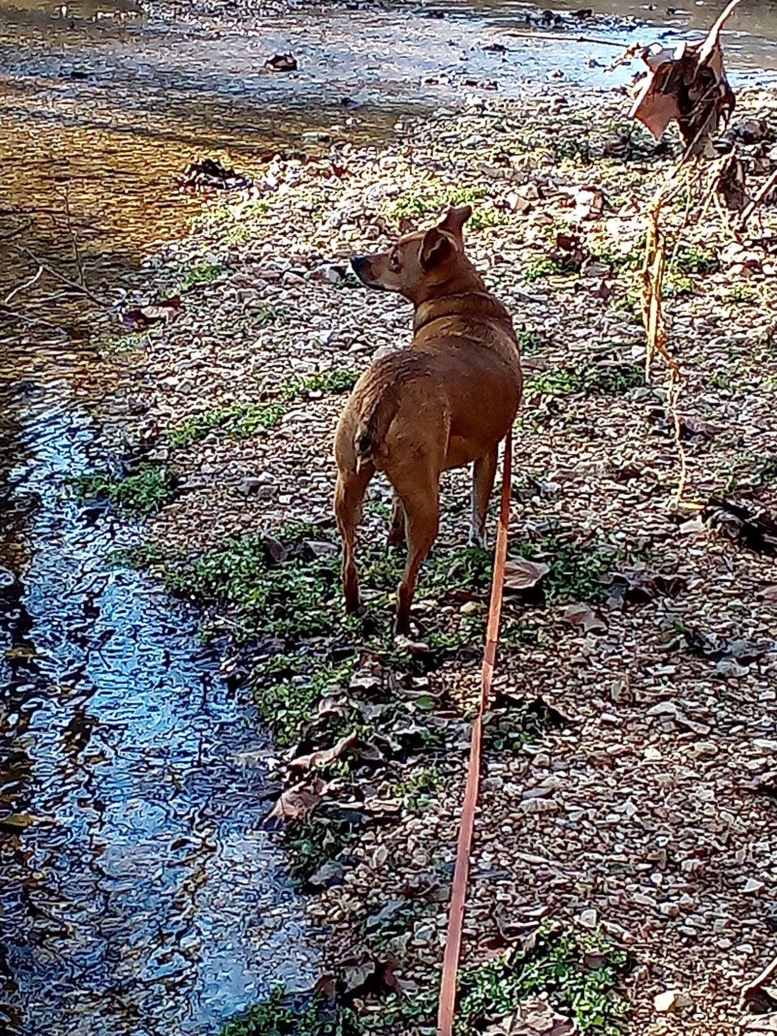 Roscoe joined the competition — help win amazing prizes! canidae, carnivore, dog, dog_breed, fawn, grass, groundcover, hunting_dog, plant, soil, sporting_group, tail, terrestrial_animal, tree, water, wildlife, wood
