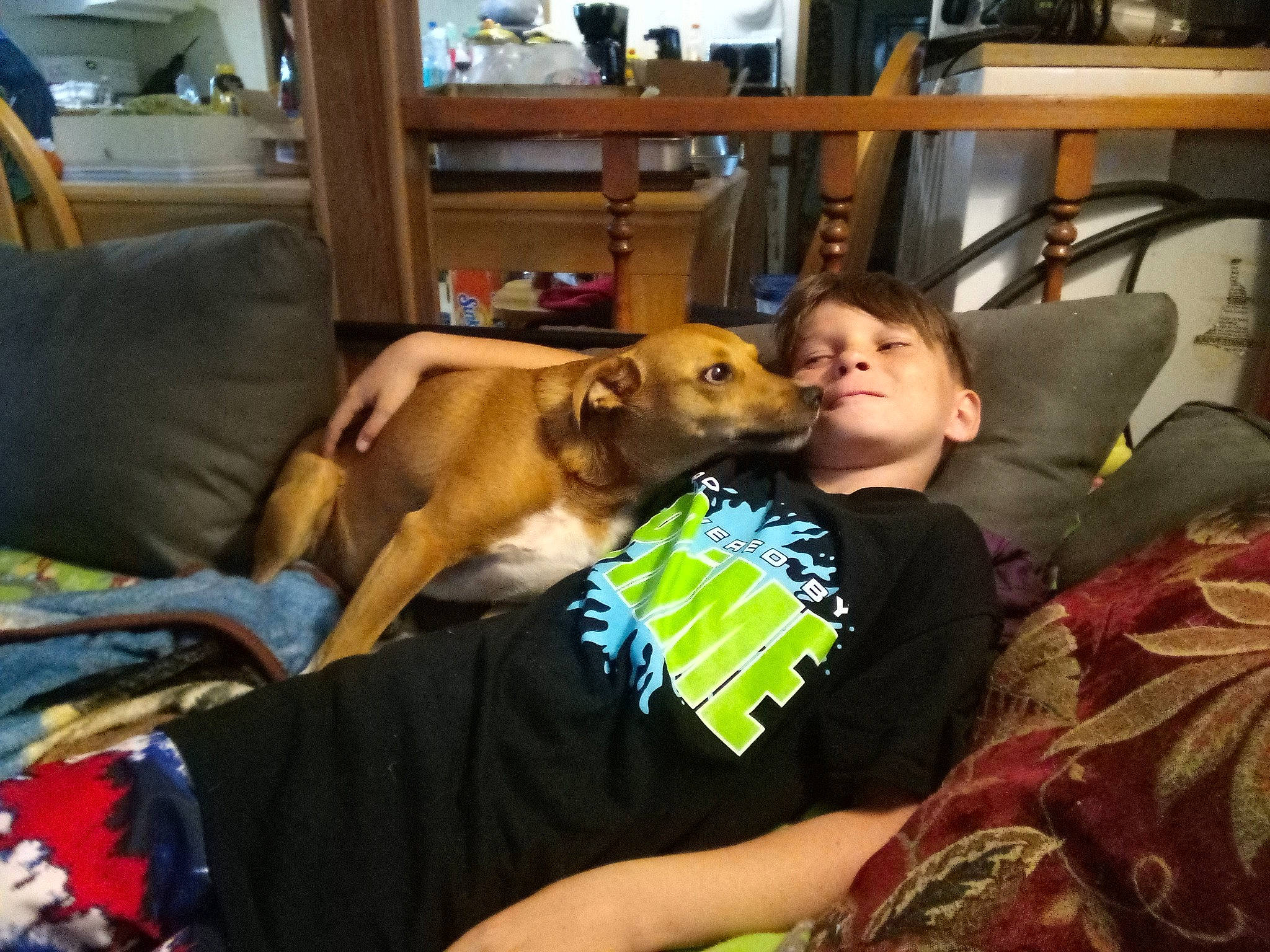 Roscoe joined the competition — help win amazing prizes! canidae, carnivore, comfort, companion_dog, couch, dog, dog_breed, fawn, fun, lap, leisure, linens, nap, room, shelf, sitting, sporting_group, t_shirt, wood, working_animal