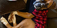 Princess Jasmine is registered to the contest to win money with this photo: dog, boxer, sweater, red_and_black_checkered, couch, blanket, toy, pet, indoor, cozy, brown_fur, white_paws, curious, relaxed, furniture, canine, animal, companion, cute, resting