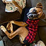 animal, blanket, boxer, brown_fur, canine, companion, couch, cozy, curious, cute, dog, furniture, indoor, pet, red_and_black_checkered, relaxed, resting, sweater, toy, white_paws