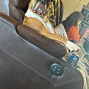 Princess Jasmine joined the competition — help win amazing prizes! dog, brown_leather_chair, recliner, can, person, orange_shirt, living_room, sitting, paw, furniture, blanket, bookshelf, indoor, wall_art, relaxed, pet, companion, home, casual, cozy